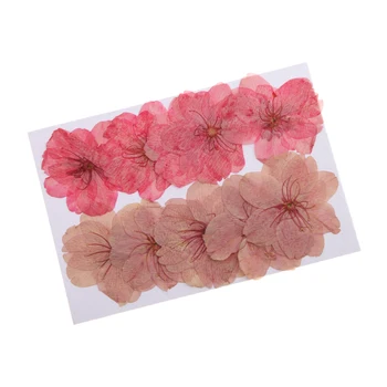 Phenovo Sušené Kvety 10 Kusov Krásne Stlačené Sušené Sakura Kvety Čerešňový Kvet pre Scrapbooking Šperky Robiť