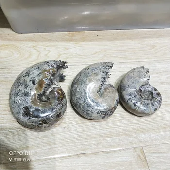 Conch Chryzantéma Ammonite Skamenelín Nerastné Rezbárske ~ Krásne Farby Douvilleiceras Madagaskar Quartz Minerálne