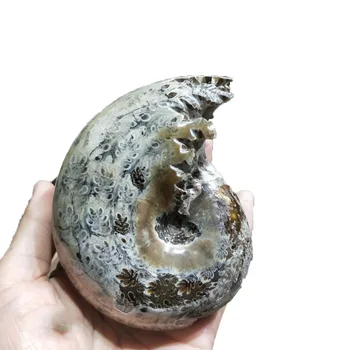 Conch Chryzantéma Ammonite Skamenelín Nerastné Rezbárske ~ Krásne Farby Douvilleiceras Madagaskar Quartz Minerálne