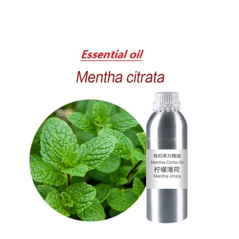50-100 ml/fľaša Mentha Citrata Olej, esenciálny olej, organické studena lisovaný rastlinný rastliny olej Škrabanie, masáž, starostlivosť o pleť