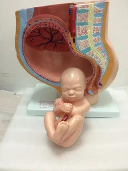 žena pri pôrode Anatomický Model Deväť mesiacov plod Model doprava zadarmo