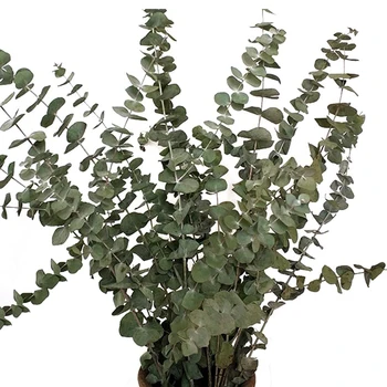 10Pcs Prírodné Listy Eukalyptu Sušené kvety, Sušené Listy Eukalyptu Skutočný Závod DIY Svadobné Domov DecorEucalyptus Pobočiek Stonky