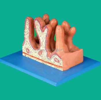 Vnútorný Povrch Jejunum model, Jejunum anatomický model