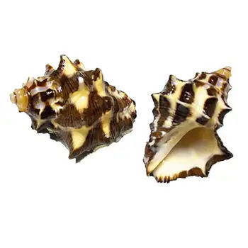 Prírodné conch shell spiro akvárium terénne krab shell rýb, kôrovcov roll shell
