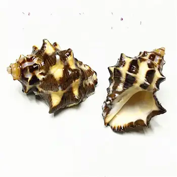 Prírodné conch shell spiro akvárium terénne krab shell rýb, kôrovcov roll shell