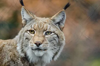 Lynx predator rypák big cat plagát hodvábne tkaniny tkaniny tlač stenu-nálepky na Stenu Dekor vlastné tlač