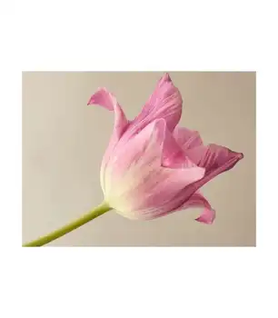 Nástenná maľba-Ružová tulipán