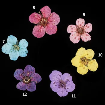 ŽIADNE 24Pcs/Box Skutočné Kvetinové na Nechty, Nálepky 12 Farieb 2 Druhy Sušeného Pravda Flower Nail Art Šperky Obtlačky Manikúra Dekorácie