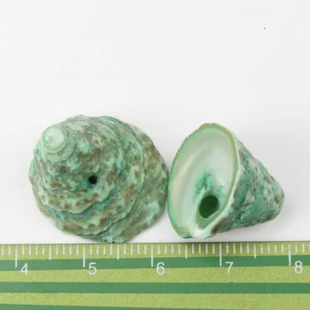 16-22 mm ekologické Prírodné Špirála Shell Voľné Korálky pre šperky, takže DIY 10pcs TRS0130X