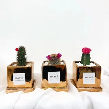 Váza Instagram Štýl Nordic Keramické Pokovovanie Kvetináč Módne Jednoduché Zlato, Strieborné Námestie, Zásobník Office Home Dekorácie