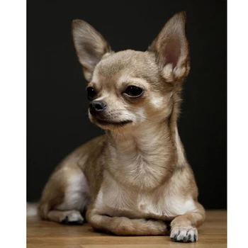 Full Round-Diamond Výšivky Chihuahua,5D Diamond Maľovanie,Pes Roztomilé Zvieratko Diamond Obraz Kamienkami Domova