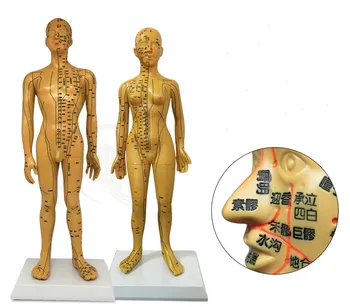 Akupunktúra Model 50 cm 48 cm Muž Žena so stojanom Ľudských Akupunktúrne Meridiány Model Akupunktúra Starter Kit Ľudské Telo Modelu