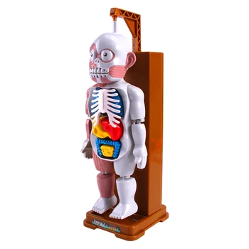 Ľudské Telo Anatómie Model Plastové Ľudských Orgánov Montáž Hračka Žart Strašidelné Hračka Halloween Darček pre Deti Deti
