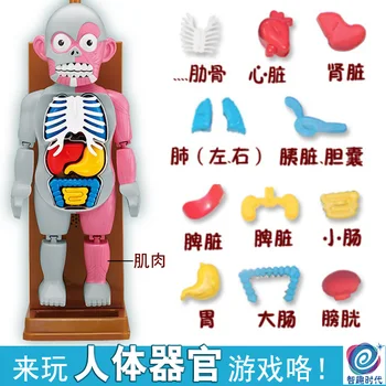 Ľudské Telo Anatómie Model Plastové Ľudských Orgánov Montáž Hračka Žart Strašidelné Hračka Halloween Darček pre Deti Deti