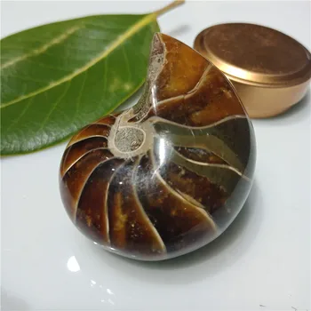 1pc o 100 gramov Prírodné Zriedkavé Nádherný Jade Ammonite Fosílnych Vzor Shell Liečenie, Madagaskar, 5-6typ