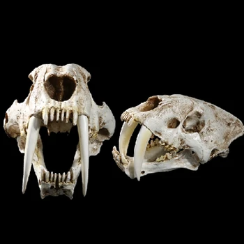 1:1 Veľkosť Americký Staroveké Zvieratá Šable Zub Mačka, Tiger Lebky Sabertooth Smilodon Fatalis Vzor Model Zvierat Kostry Modelu