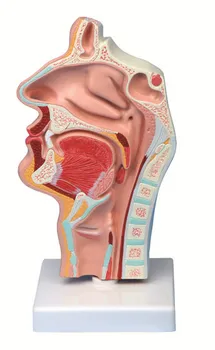 Nosovej dutiny a hrdla Anatomický model zlomil hrdla patológia SPRÁVA model
