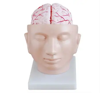 Mozgovej tepny Aorty model Neurológia, Cerebrovaskulárne model Lekárske Vyučovanie 19*17*20 cm doprava zdarma