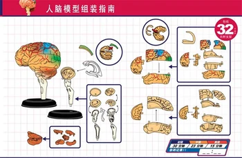 Mozog 4d master puzzle Montáž hračka ľudské telo orgán anatomický model lekárske model vyučovania