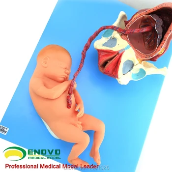 ENOVO Tehotenstva plodu žena full-term plodu pôrod a pôrodu placenty matiek a pôrodníckej starostlivosti model