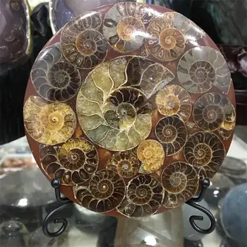 10 cm Krásne Ammonite Fosílnych Disk Madagaskar veľkoobchod ammonite shell fosílnych vzor Fengshui s kovovým stojanom